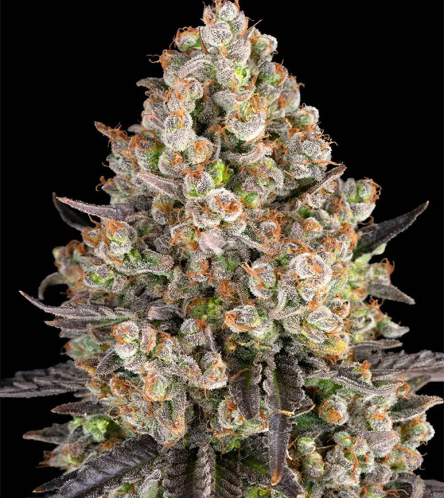 OG Kush
