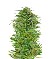 AK 47 Regular