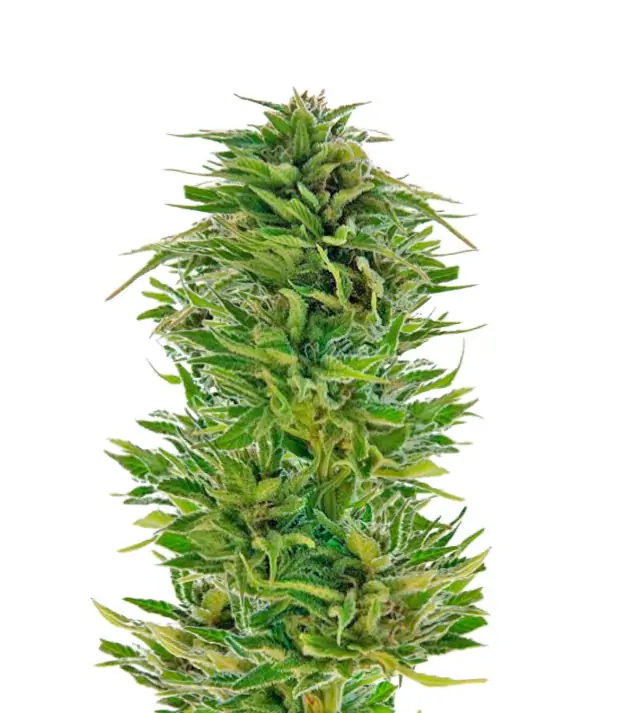 AK 47 Regular