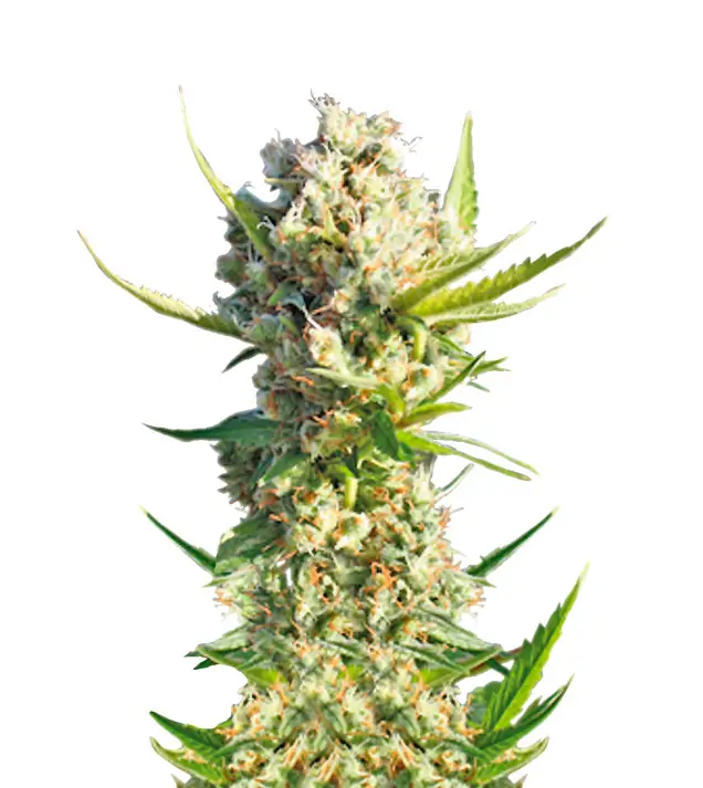 Alaskan Purple