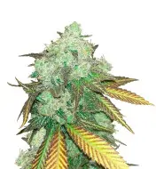 Alien Gorilla Glue
