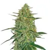 Banana Kush Auto