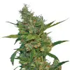Banana Kush Regular