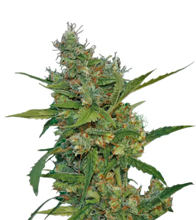 Banana Kush Regular