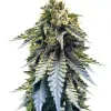 Blue Dream