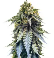 Blue Dream