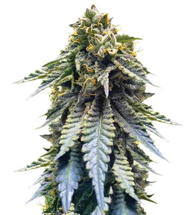 Blue Dream