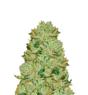 Blueberry Fast