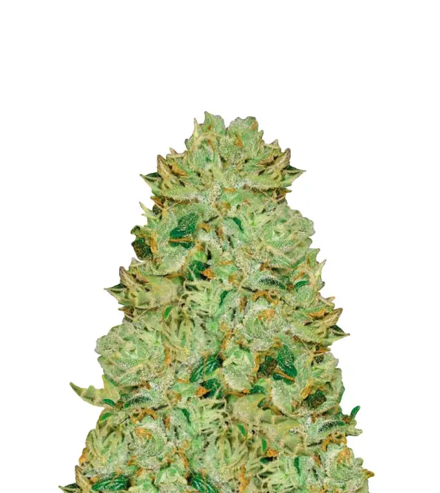 Blueberry Fast