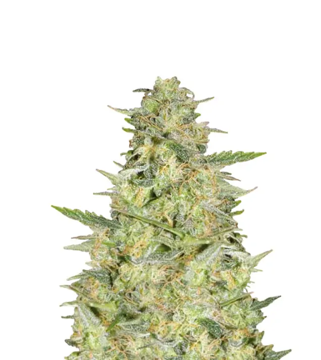 Bubblegum Haze