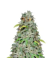 Bubblegum Sherbet