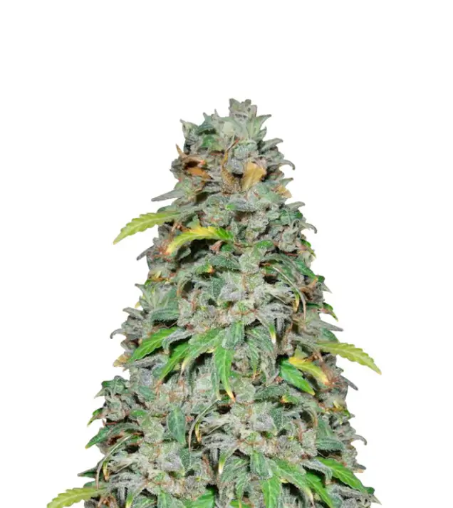 Bubblegum Sherbet