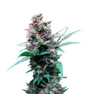 Do-Si-Dos Auto
