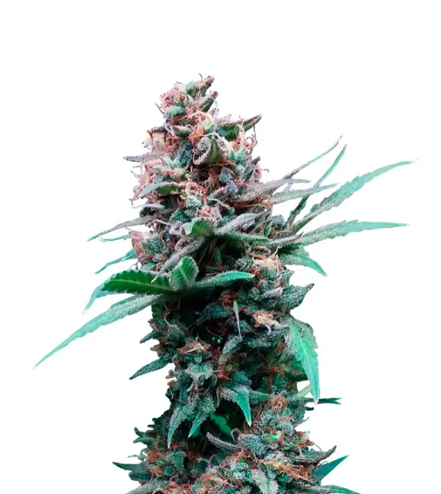 Do-Si-Dos Auto