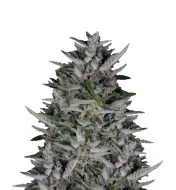 Frosted Guava