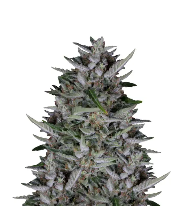 Frosted Guava