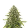 Green Crack