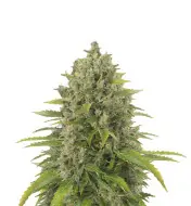 Green Crack