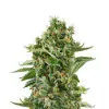 Haze Auto