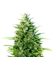 NYC Diesel Regular