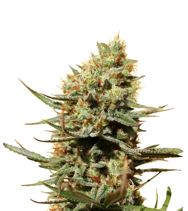 Pineapple Haze