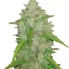 Purple Haze Auto