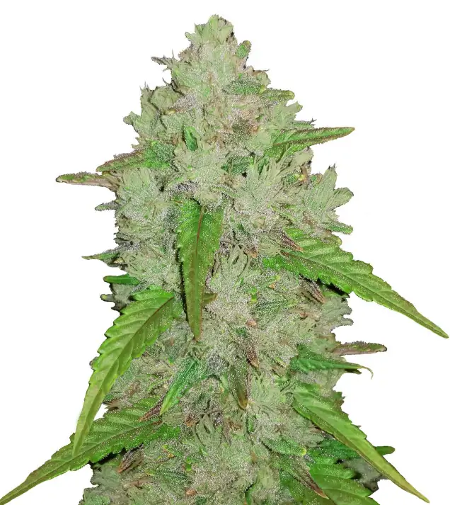 Purple Haze Auto