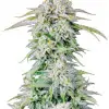Purple Punch Auto
