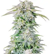 Purple Punch Auto