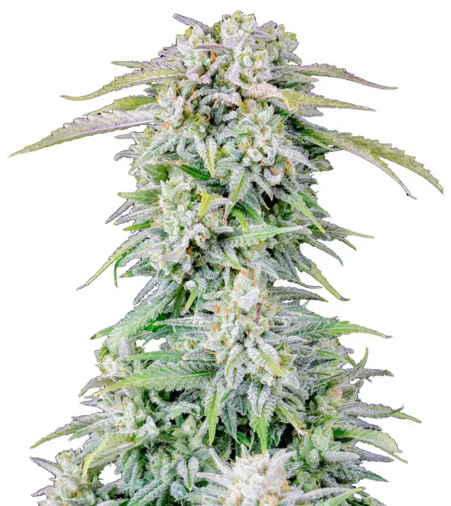 Purple Punch Auto