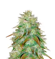 Sour Diesel Regular