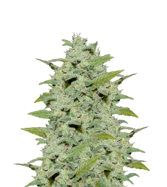 Sour Mac F1