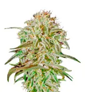 Strawberry Haze