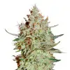 Super Lemon Haze Auto