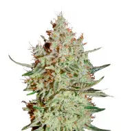 Super Lemon Haze Auto