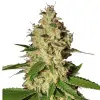 Super Silver Haze Auto
