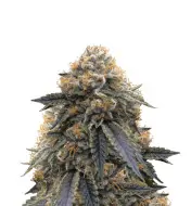 Super Silver Haze