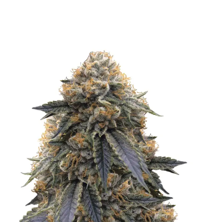 Super Silver Haze