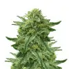 Trainwreck