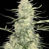 Amnesia F1 Fast