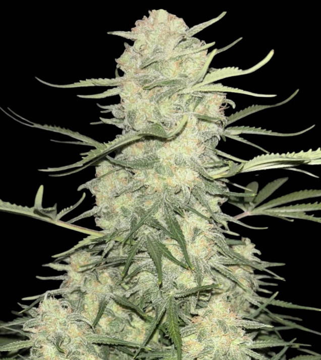 Amnesia F1 Fast