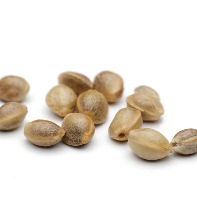 GMO Fast