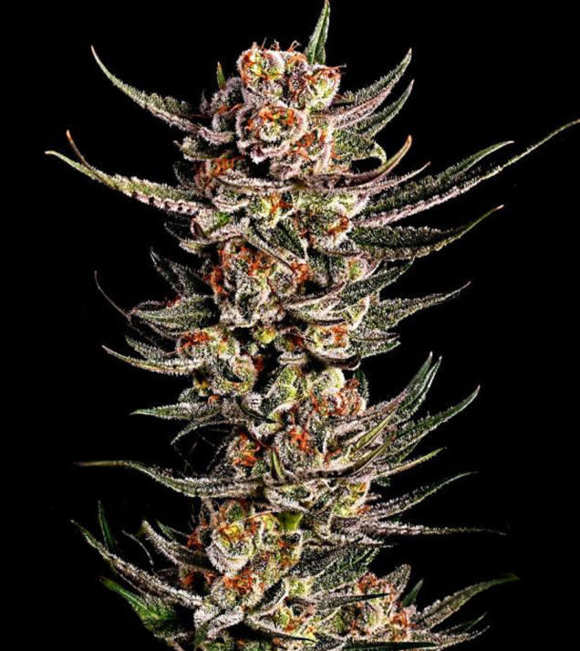 Purple Tangie Fast