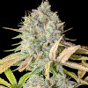 Purple Tangie Fast