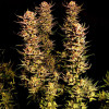 Purple Tangie Fast