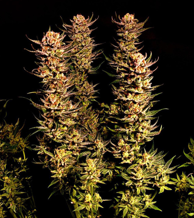 Purple Tangie Fast