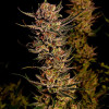 Purple Tangie Fast