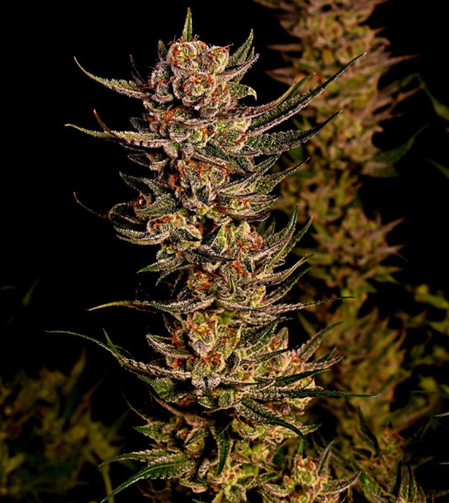 Purple Tangie Fast