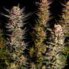 Purple Tangie Fast