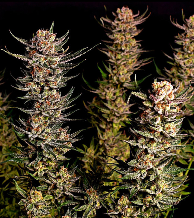 Purple Tangie Fast
